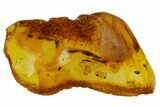 Detailed Fossil Millipede (Polyxenidae) In Baltic Amber #128321-1